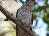 koekoek4-Jan 28  Common (European) Cuckoo